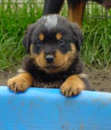 Rottweilerwelpe im Tierheim Duisburg