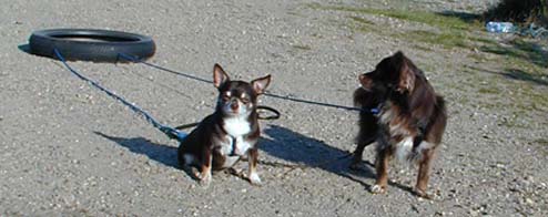 Chihuahuas