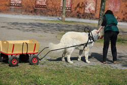 Janos zieht einen Bollerwagen